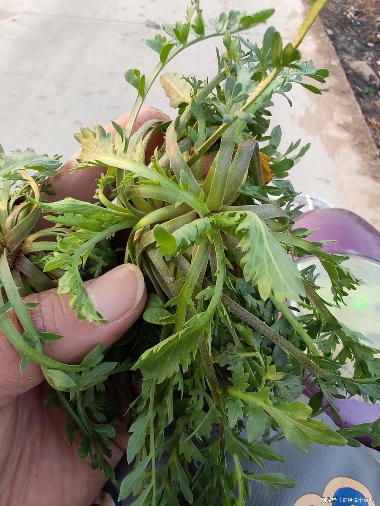 黄金价格跌破1000元！看来这茬儿韭菜，是到收割的时候了？